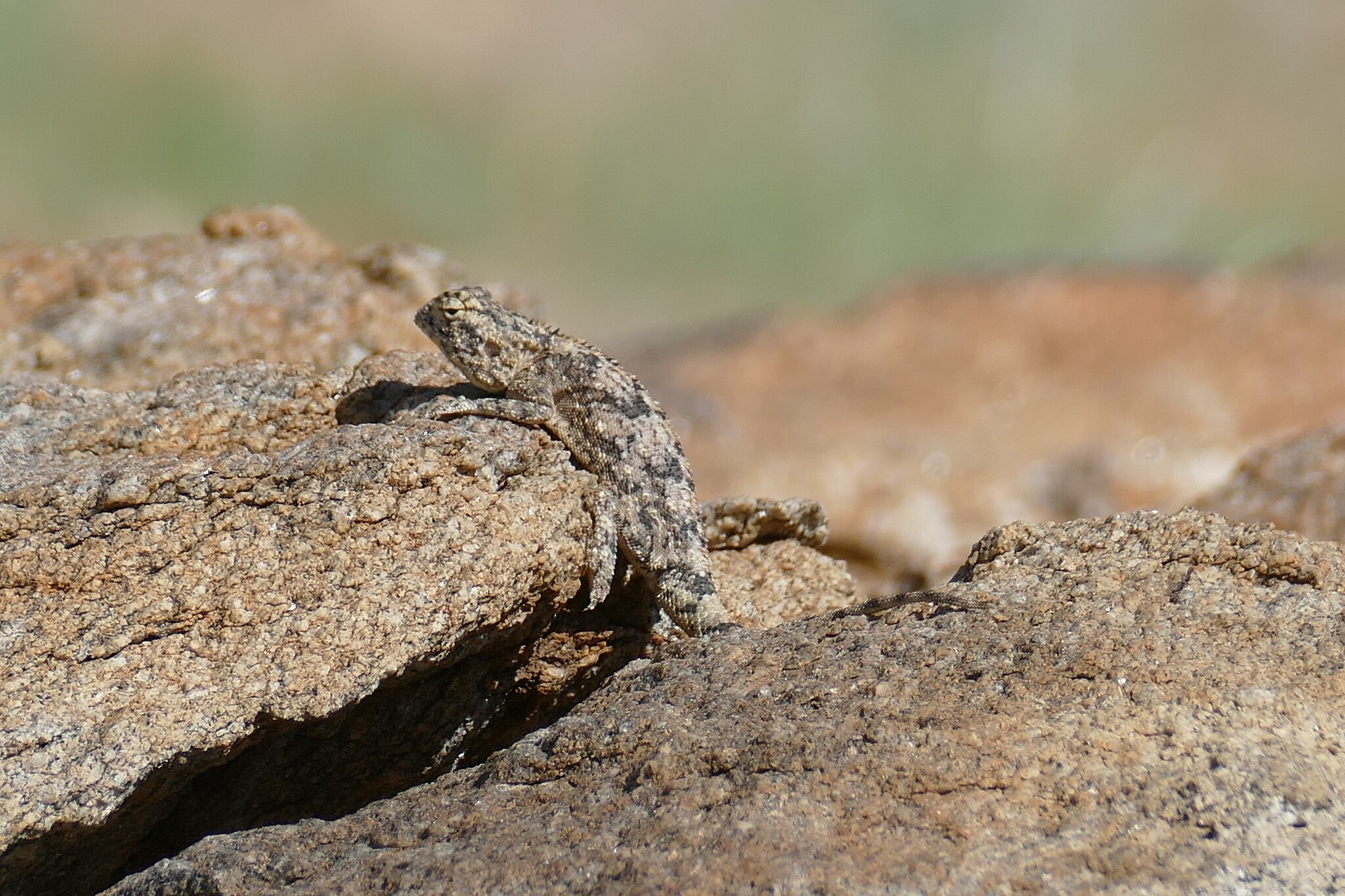 Agama anchietae Bocage, 1896