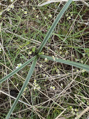 Colchicum laetum