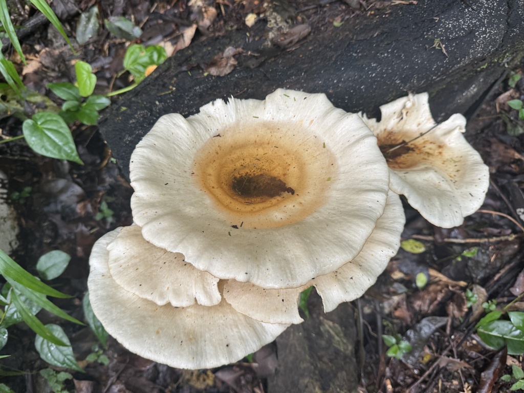 Lentinus sajor-caju · April 2025 · photo: © calebcatto (iNaturalist, cc-by)