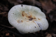 Virescentinae