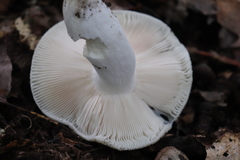 Virescentinae