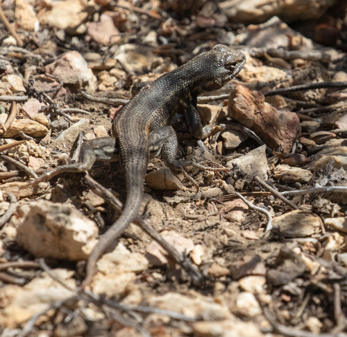 iNaturalist observation photo of Common Sagebrush Lizard