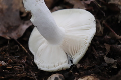 Virescentinae