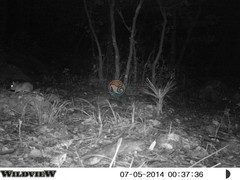 Neotoma mexicana mexicana