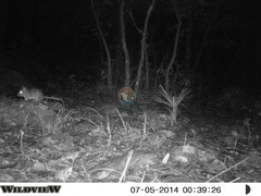 Neotoma mexicana mexicana