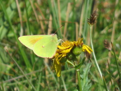 Colias meadii