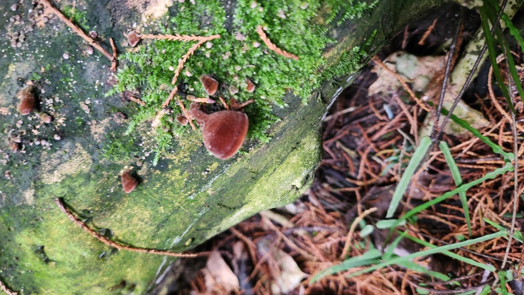 Auricularia cornea · April 2025 · photo: © squidney8 (iNaturalist, cc0)