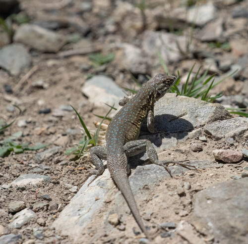iNaturalist observation photo of Common Side-blotched Lizard
