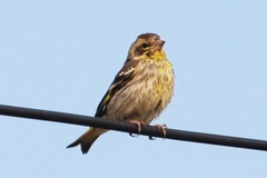 Chloris spinoides