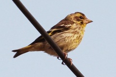 Chloris spinoides