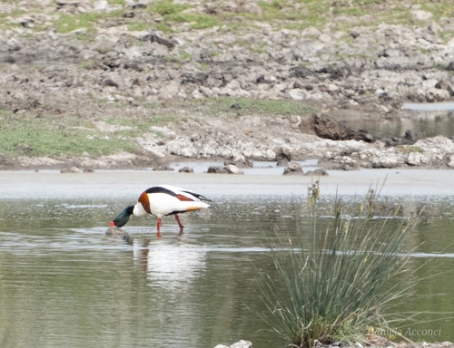 Common Shelduck