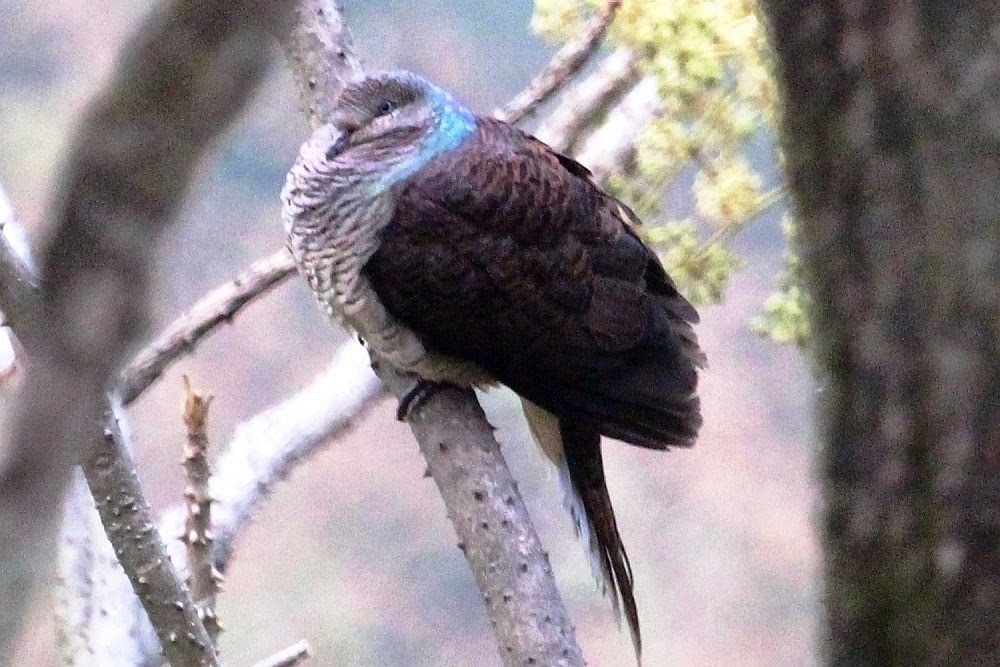 Barred Cuckoo-Dove