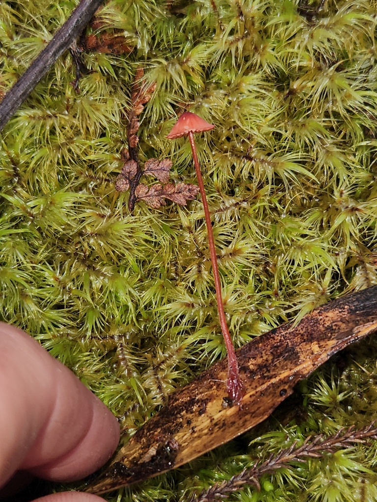 Mycena ura · April 2025 · photo: © archie_tarn (iNaturalist, cc-by)