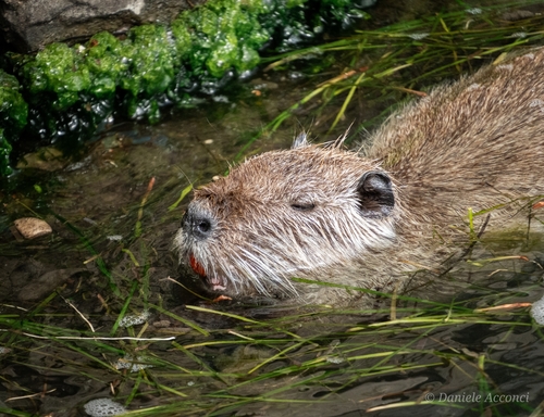 Coypu