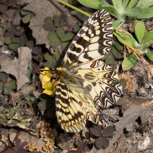 Italian Festoon