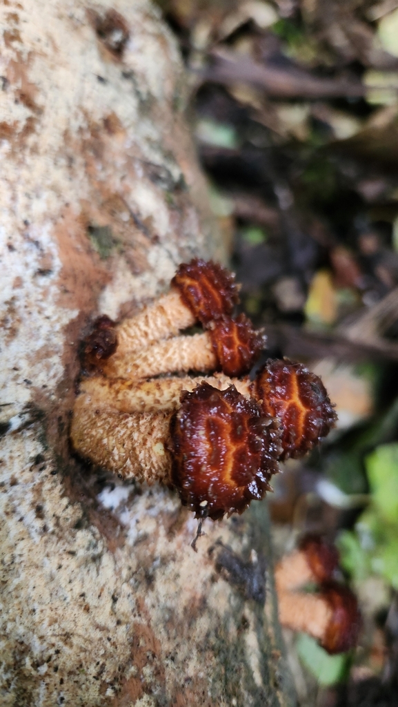 Pholiota glutinosa · April 2025 · photo: © squidney8 (iNaturalist, cc0)