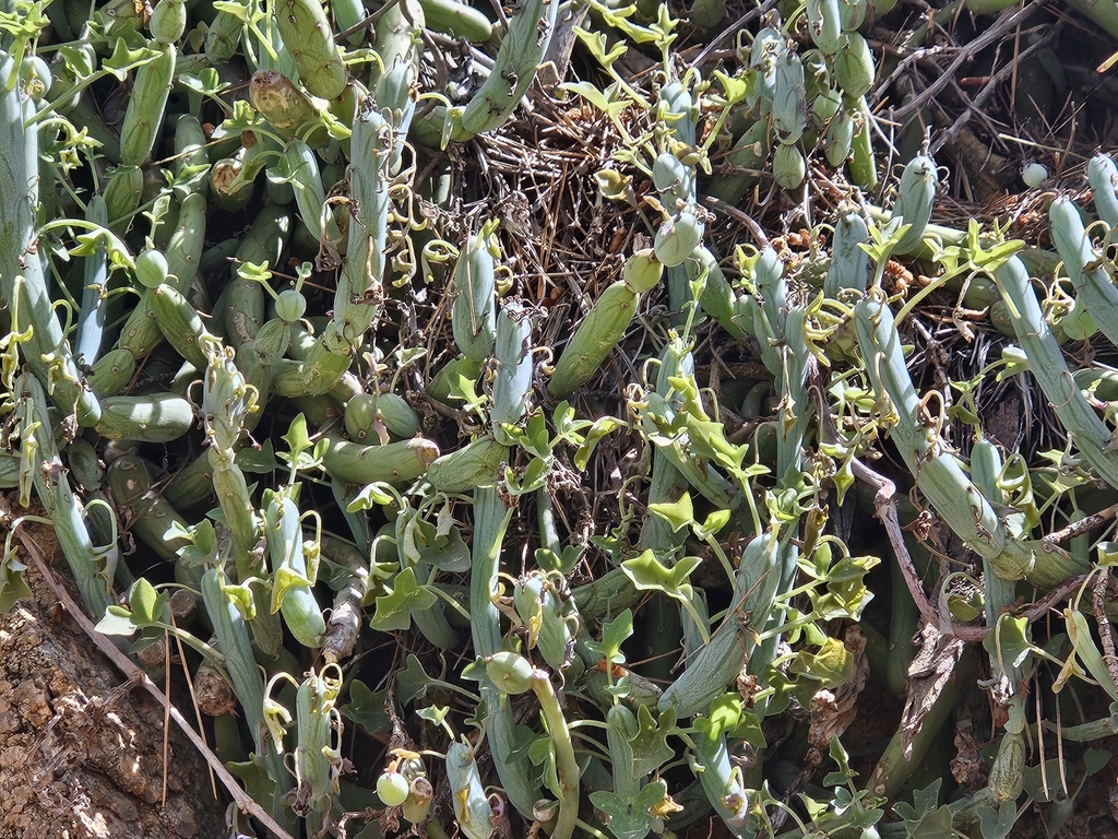 Senecio articulatus f. variegatus