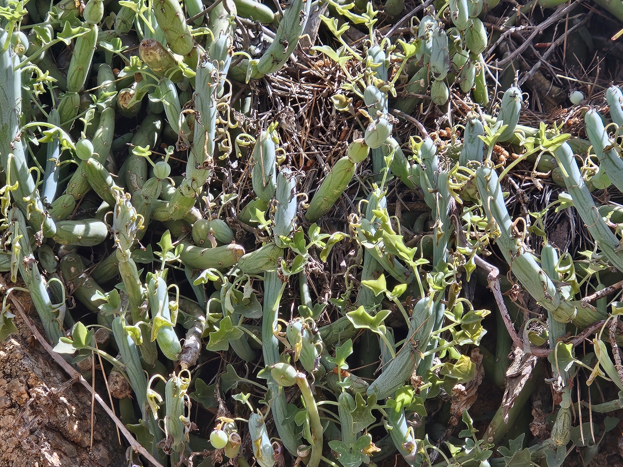 Senecio articulatus