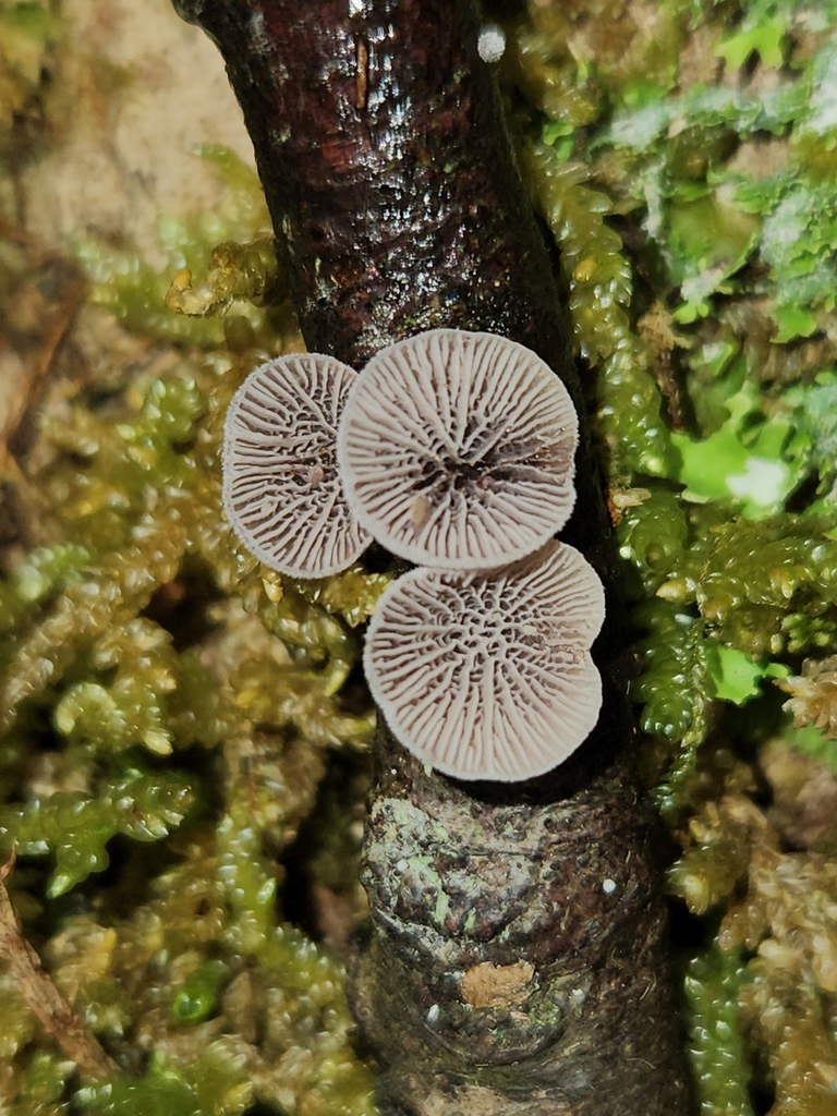 Resupinatus vinosolividus
