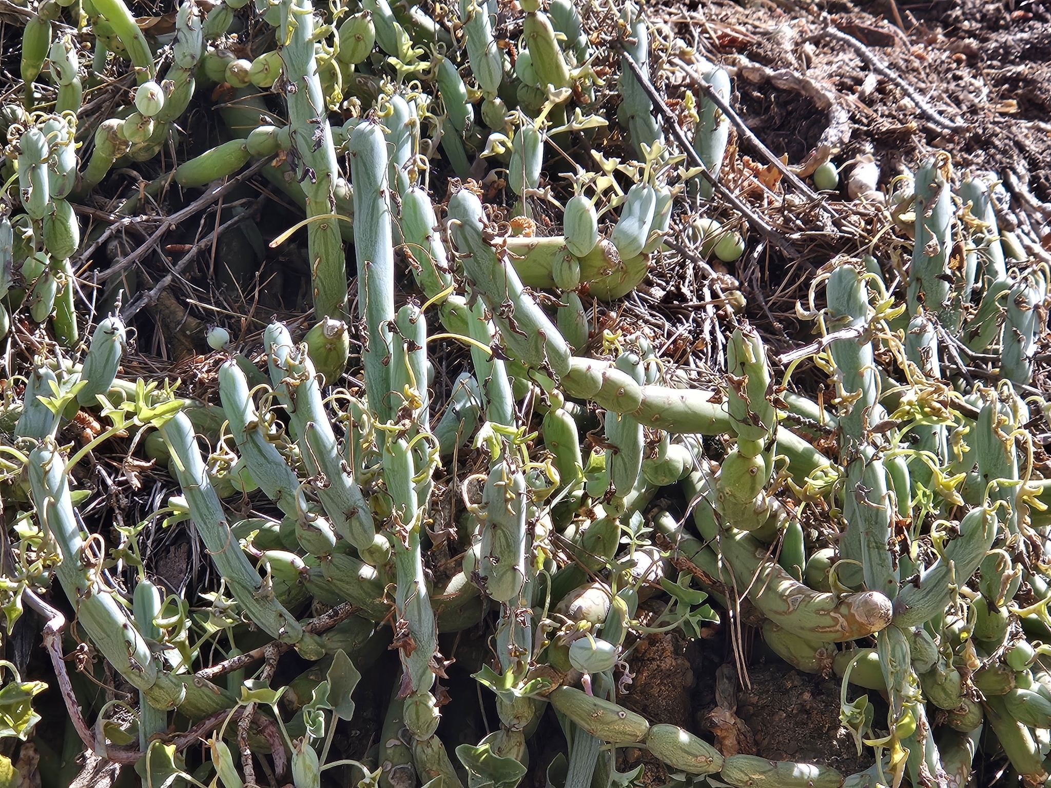 Senecio articulatus 2