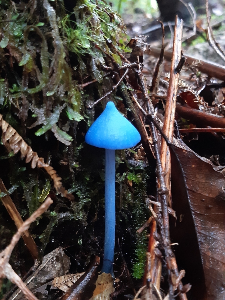Entoloma hochstetteri · April 2025 · photo: © georgecox (iNaturalist, cc0)
