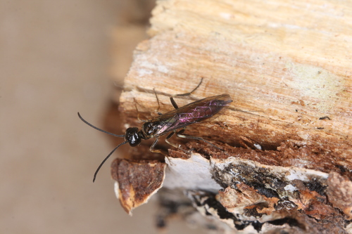 Constricted Stem-sawfly