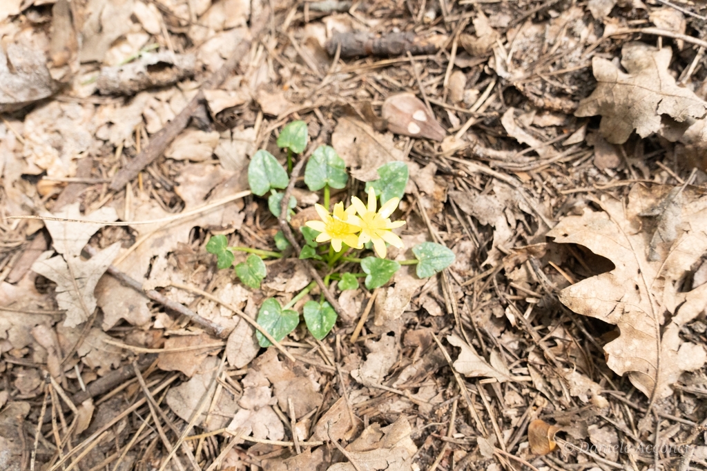 Lesser celandine