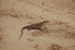 Meroles squamulosus