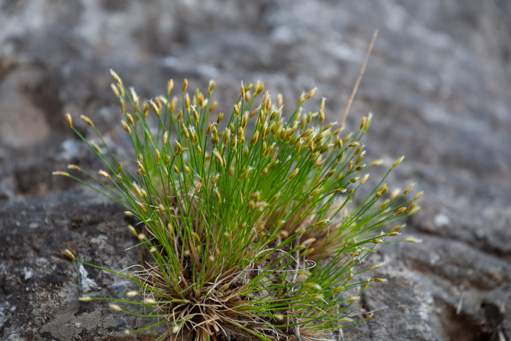 Trichophorum schansiense