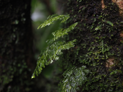 Hymenophyllum polyanthos iNat (3)