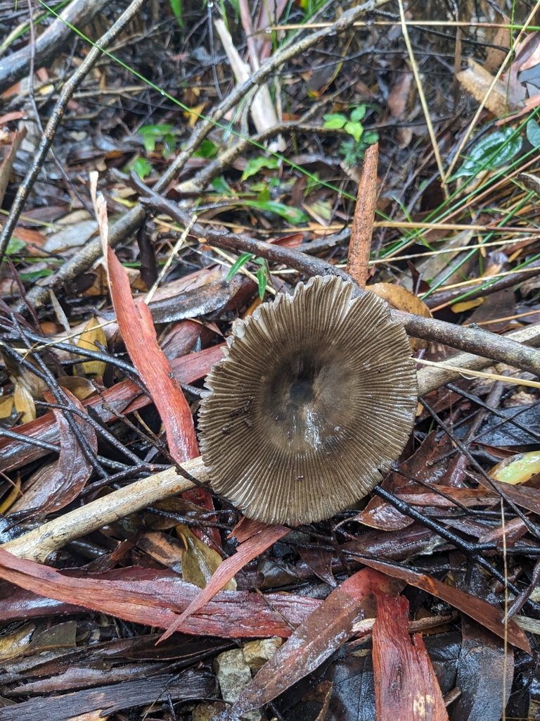 Amanita cheelii