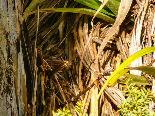 Striped Skink, Oligosoma striatum