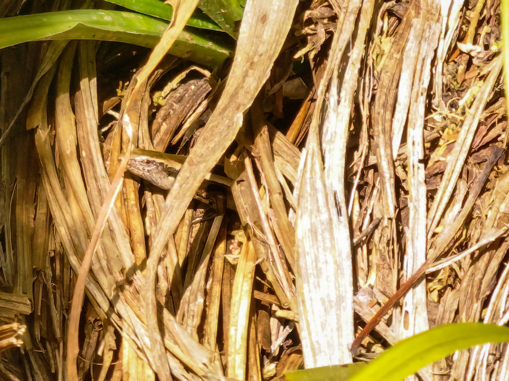 Striped Skink