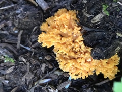 Ramaria flavigelatinosa