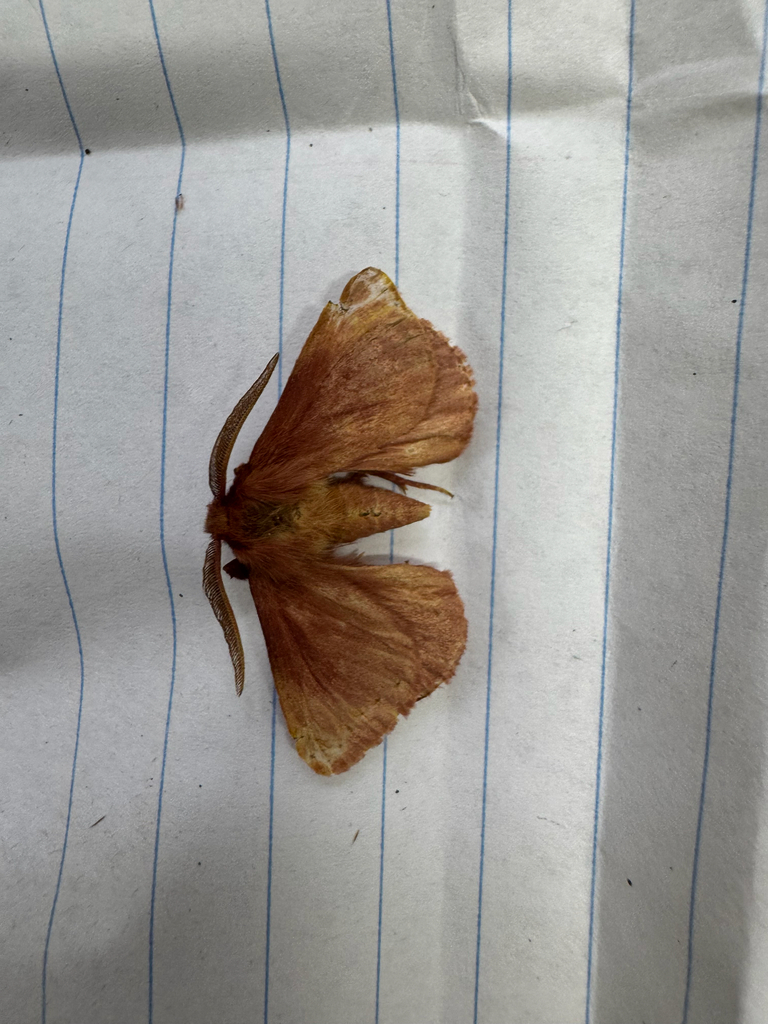Anthela rubicunda