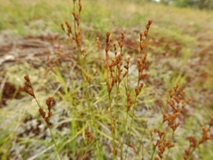 Juncus secundus