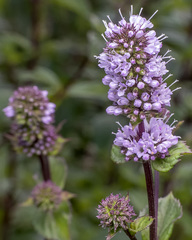 Mentha × piperita
