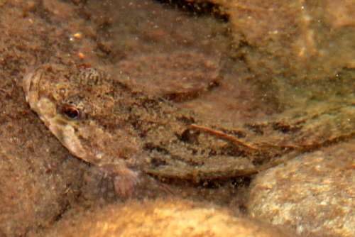 Slimy Sculpin