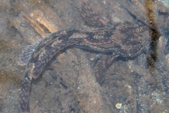Cottus cognatus