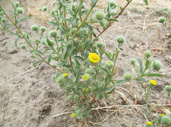 Pulicaria vulgaris