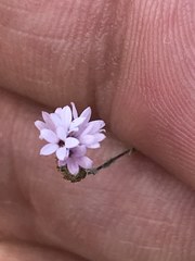 Lessingia micradenia micradenia