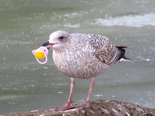 Herring Gull｜银鸥 参考照片