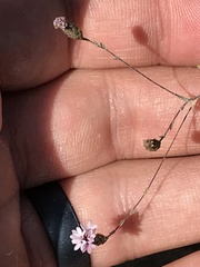 Lessingia micradenia micradenia