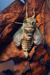 Cicadoidea
