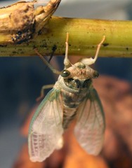 Cicadoidea