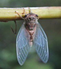 Cicadoidea