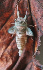 Cicadoidea