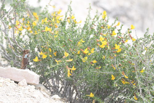 Caragana grandiflora, photograph 5