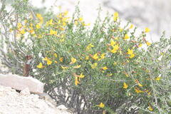 Caragana grandiflora, photograph kirinzi, CC BY, iNaturalist via GBIF