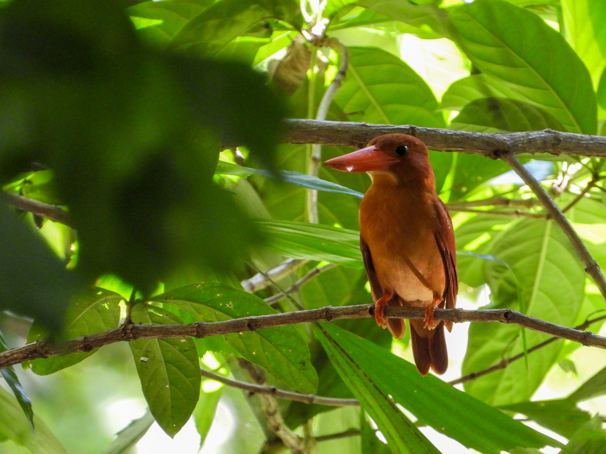 Ruddy Kingfisher (Halcyon coromanda), photo 2